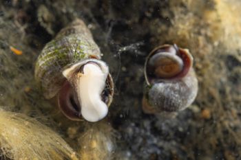 Media type: image;   Malacology 413373 Description: Live specimen image, in situ.;